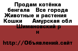 Продам котёнка бенгала - Все города Животные и растения » Кошки   . Амурская обл.,Шимановский р-н